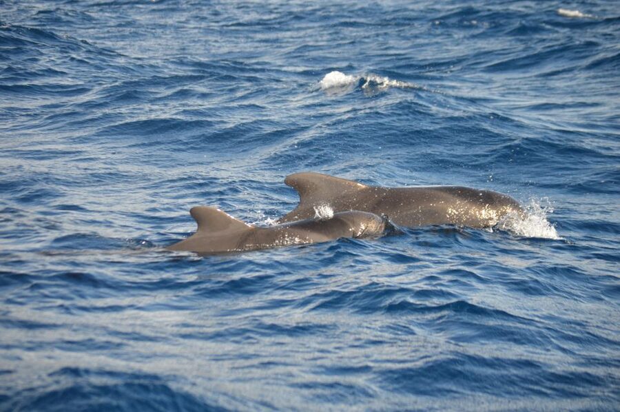 Calheta: Whale & dolphin watching small groups designer tour - How to plan your two and a half hours