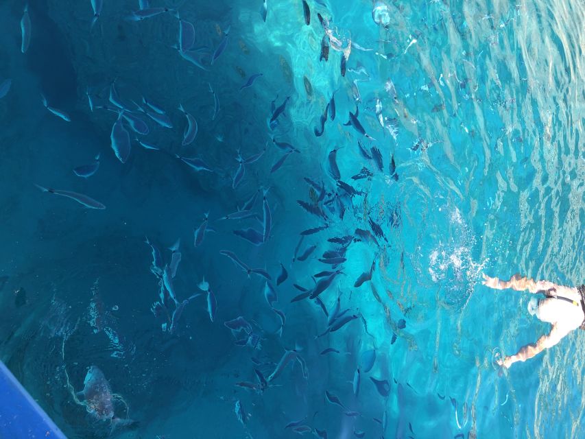 Can Picafort: Dolphin Watching Boat Tour, Swimming stop - Key points to know before you book