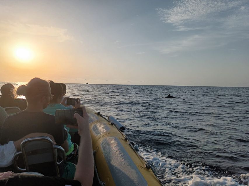 Can Picafort: Dolphin Watching Boat Tour, Swimming stop - Visiting a cave and a boat-only cove