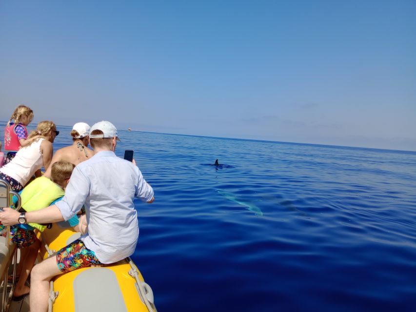 Can Picafort: Dolphin Watching Boat Tour, Swimming stop - Is $82 a fair price?