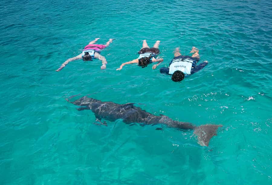 Cancun: Dolphin Swim and Garrafon Reef Park Tour with Buffet - What the $159 price really buys