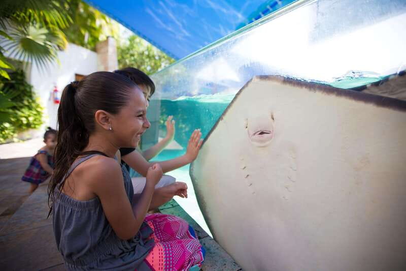 Cancún Interactive Aquarium Admission + Dolphin Presentation - Seeing more than 140 marine species