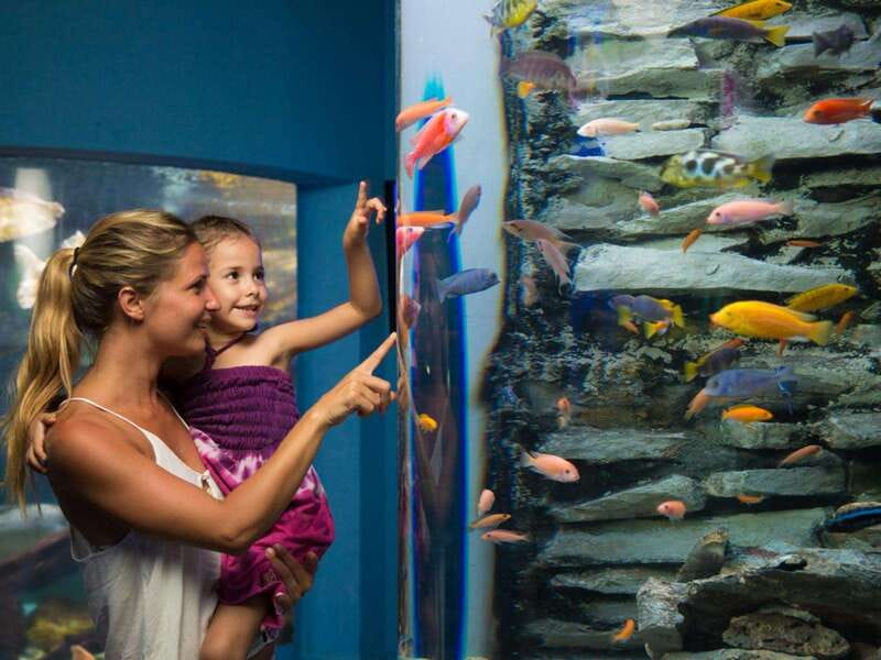 Cancún Interactive Aquarium Admission + Dolphin Presentation - Timing, access, and practical planning
