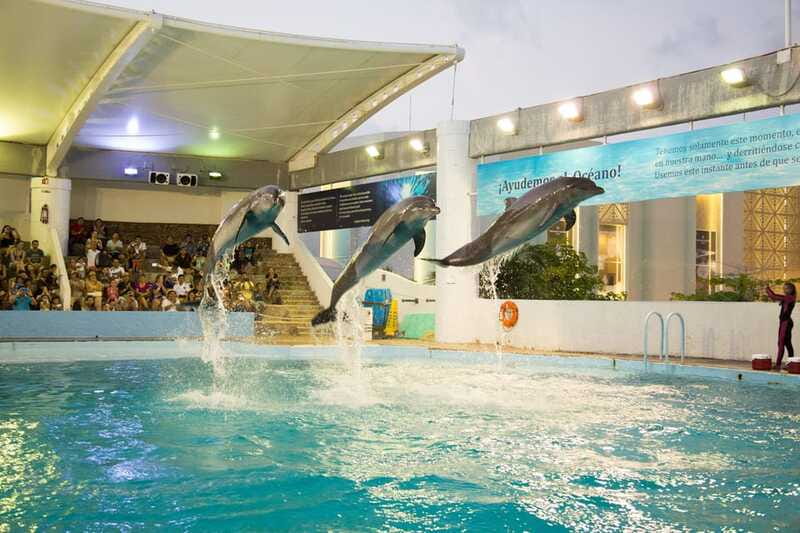 Cancún Interactive Aquarium Admission + Dolphin Presentation - Should you book the Cancún Interactive Aquarium?