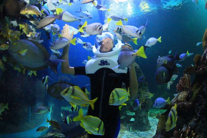 Cancun: Interactive Aquarium - Swim with dolphins Premium - FAQ