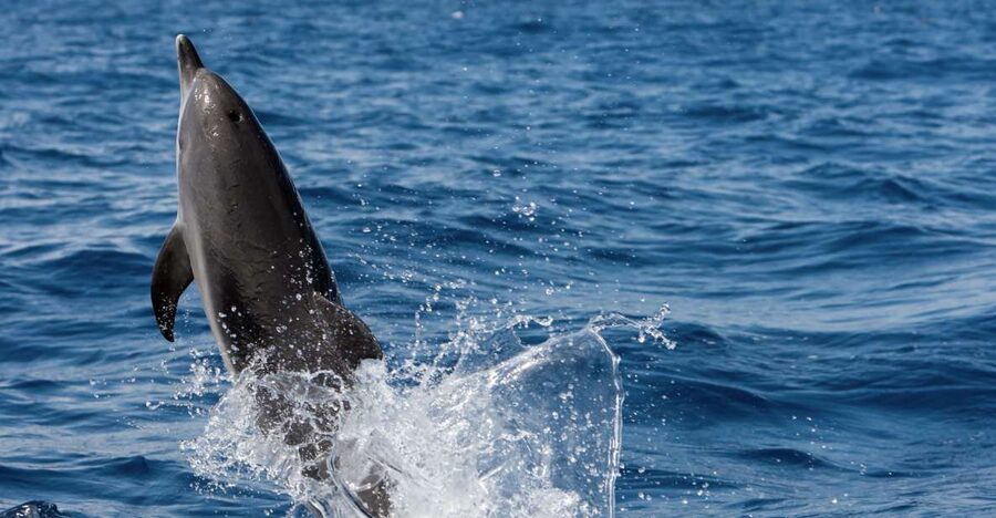 Cape May: 2-Hour Dolphin Watching Cruise - Searching for dolphins in the Atlantic