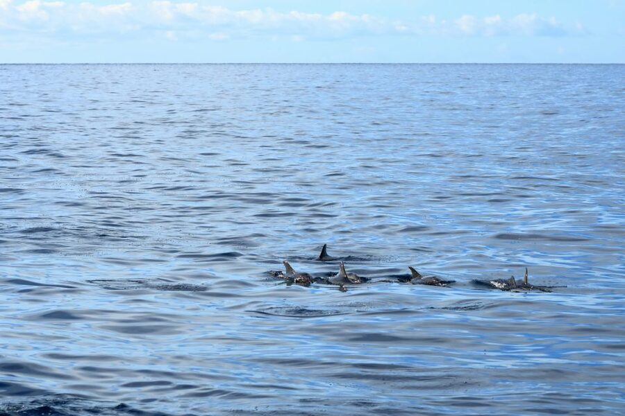 Cape May: 2-Hour Dolphin Watching Cruise - Who will enjoy this Cape May cruise most?