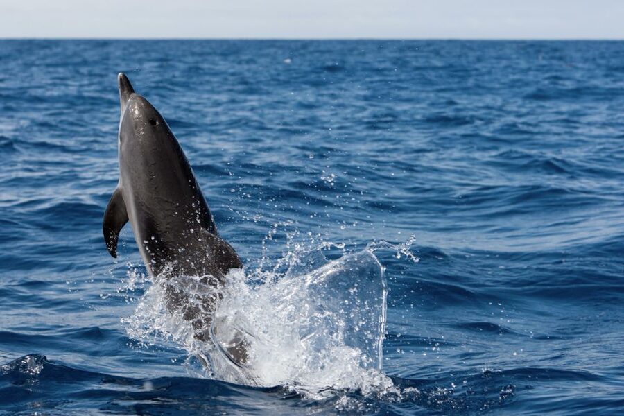 Cape May: 2-Hour Dolphin Watching Cruise - Breakfast with a view of Cape May
