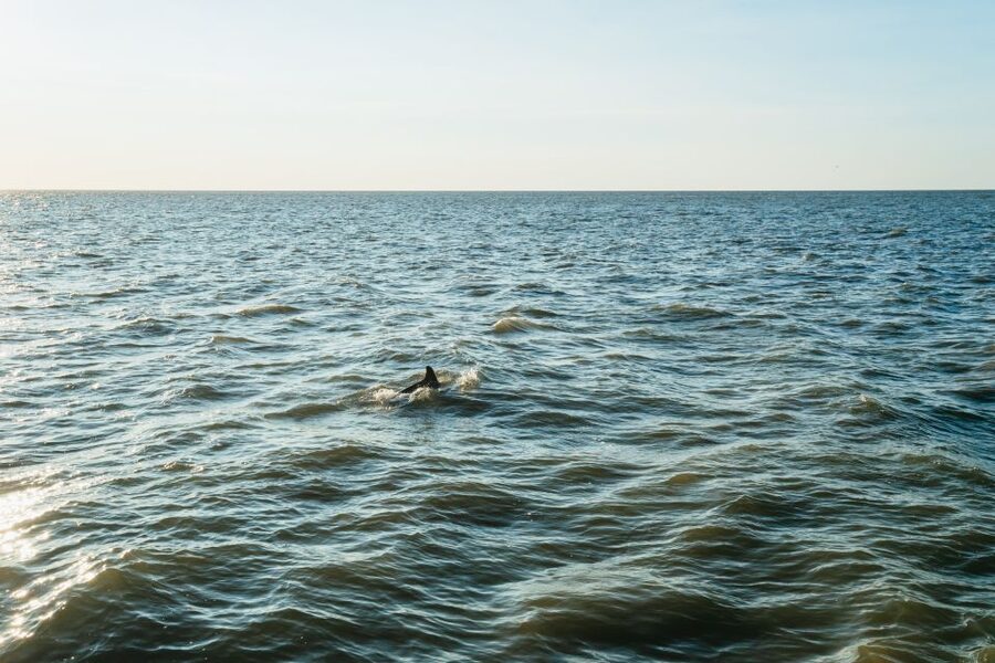 Cape May: Cape May Island Sunset Cruise & Dolphin Watching - Boarding the Cape May Whale Watcher