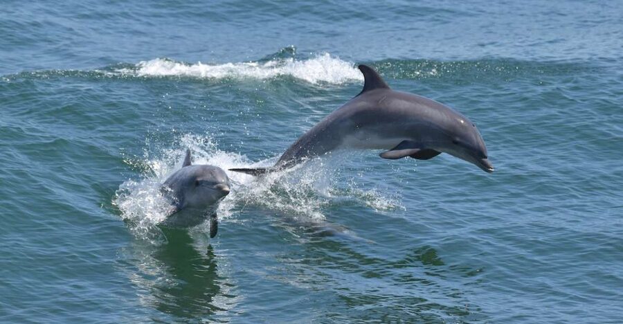 Cape May: Dolphin and Bird Watching Cruise - Key points to know before you book