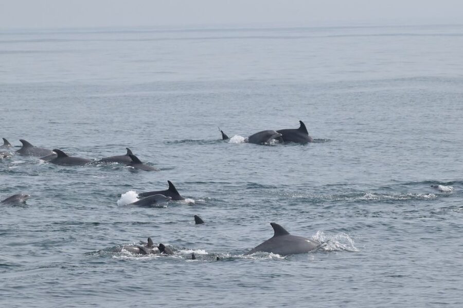 Cape May: Dolphin and Bird Watching Cruise - What the naturalist or marine biologist adds