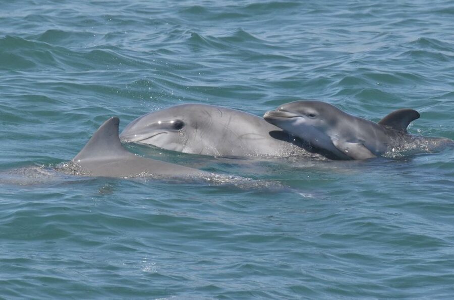 Cape May: Dolphin and Bird Watching Cruise - Conditions, comfort, and accessibility