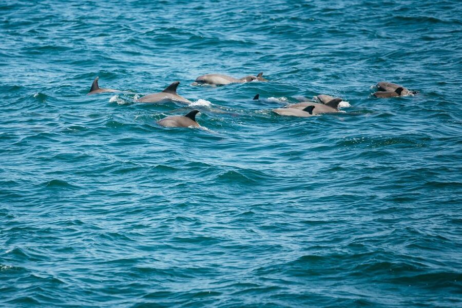 Cape May: Jersey Shore Whale and Dolphin Watching Cruise - Key points to know before you book