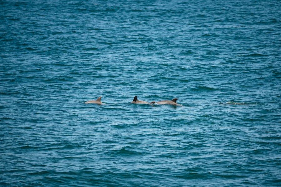 Cape May: Jersey Shore Whale and Dolphin Watching Cruise - Through Delaware Bay toward the Atlantic