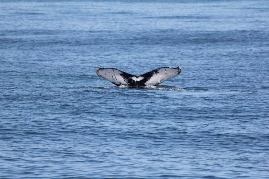 Cape May: Scenic Whale and Dolphin Watching Cruise - The species you may see off Cape May
