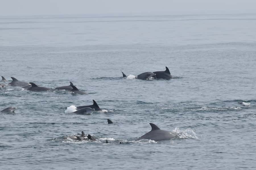 Cape May: Scenic Whale and Dolphin Watching Cruise - Why the Naturalist matters