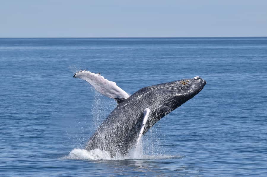 Cape May: Scenic Whale and Dolphin Watching Cruise - What the three-hour search feels like