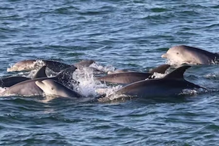 Cape May: Sunset Dolphin Cruise with Optional Wine Tastings - Adding Three Wines, Cheese, and Fruit