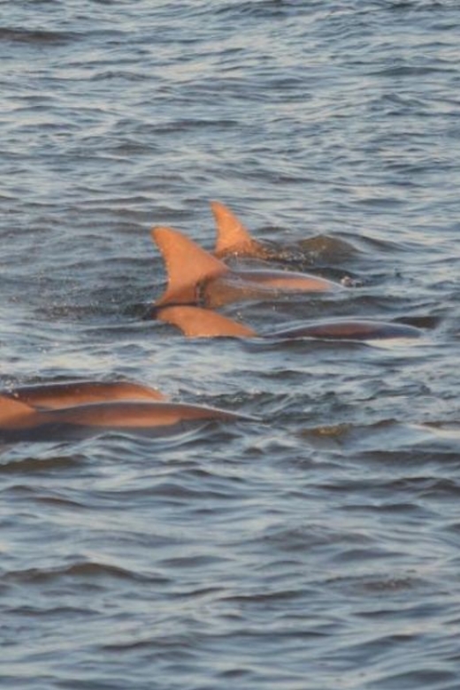 Cape May: Sunset Dolphin Cruise with Optional Wine Tastings - Rain, Wind, and the Real Conditions on the Bay