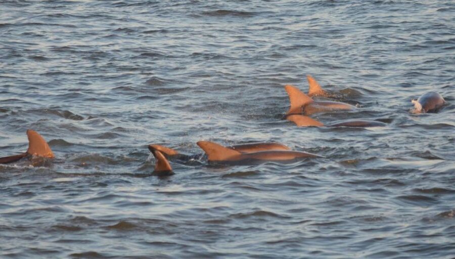 Cape May: Sunset Dolphin Cruise with Optional Wine Tastings - Passing the Cape May Lighthouse at Evening Light