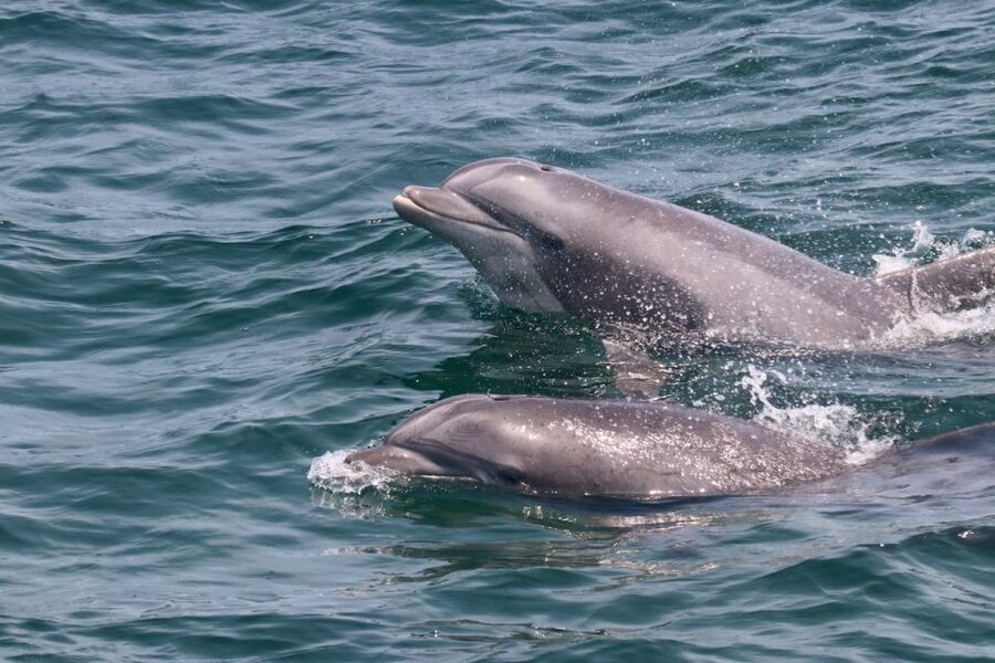 Cape May: Sunset Dolphin Watching Cruise with Food - Key points to know before you book
