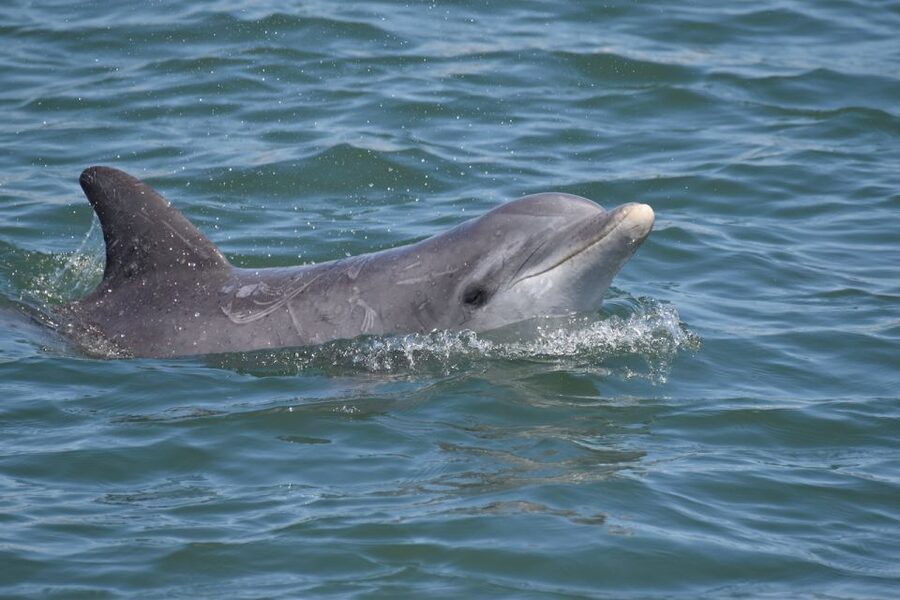Cape May: Sunset Dolphin Watching Cruise with Food - Booking details that affect your choice
