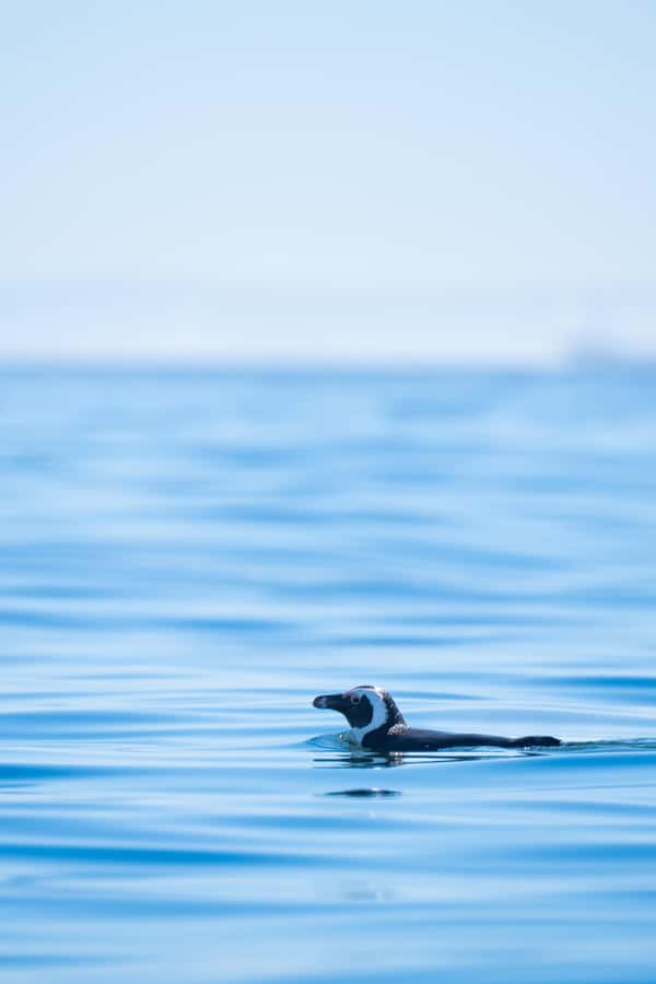 Cape Town: Dolphin & Ocean Wildlife Kayaking Adventure ⚓️ - Is $37 good value?
