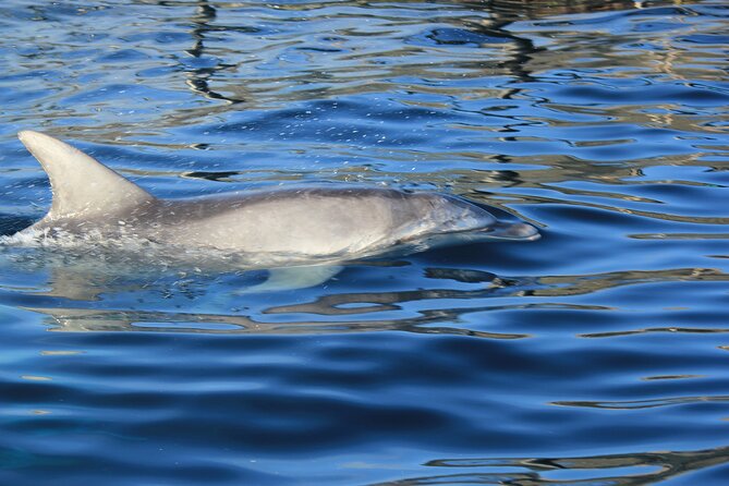 Capo Figari: Dolphin sighting from Olbia - Key points at a glance