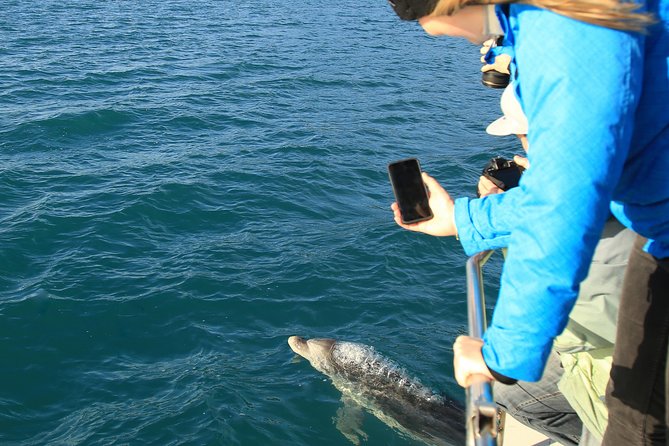 Captain Cook and Dolphin Cruise - Searching for dolphins and fur seals