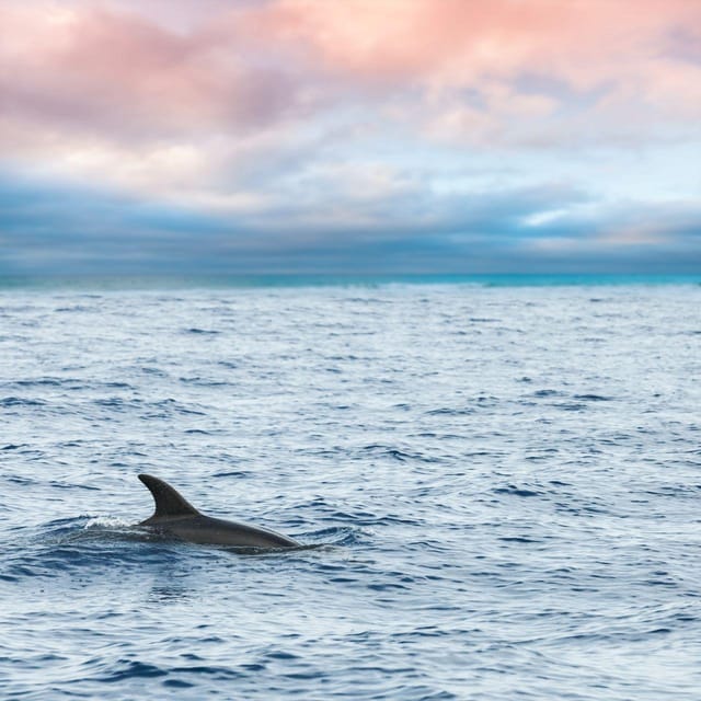 Captain's Choice: Dolphin Watch Sunset Sail - Searching for dolphins in open water