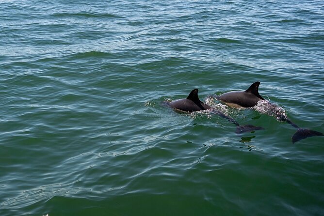 Cascais coast: Dolphin watching - Setting out from Cascais Marina