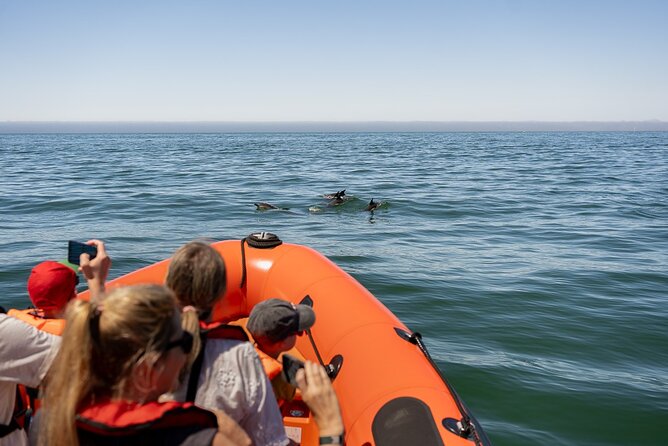 Cascais coast: Dolphin watching - Why the wildlife encounter feels different