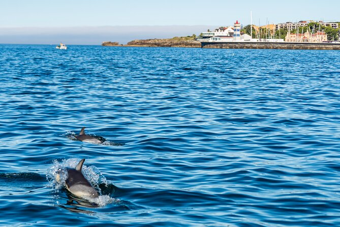 Cascais coast: Dolphin watching - What the crew adds to the outing
