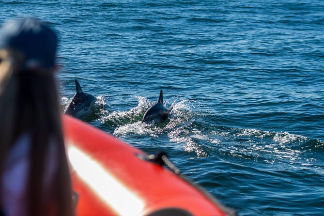 Cascais coast: Dolphin watching - Weather, comfort, and the open sea