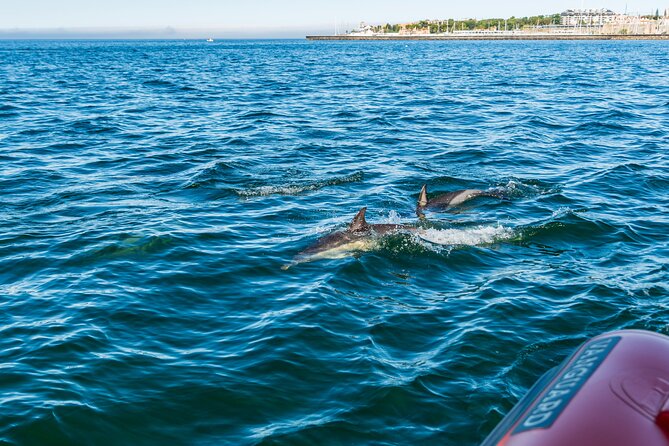Cascais coast: Dolphin watching - Who will enjoy this most
