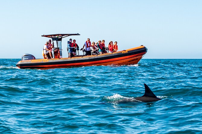 Cascais coast: Dolphin watching - The two-hour search along the Cascais coast