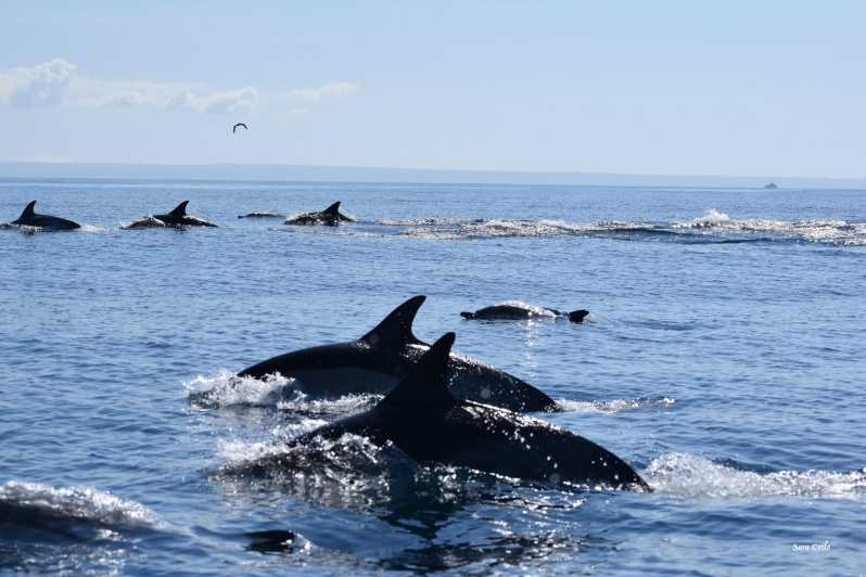 Cascais: Dolphin Watching Speedboat Tour - Key points at a glance