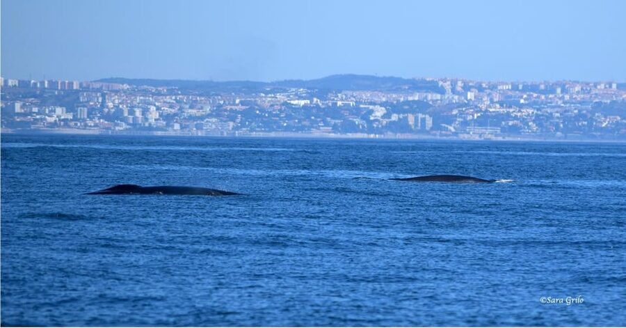 Cascais: Dolphin Watching Speedboat Tour - What to bring and what to leave behind