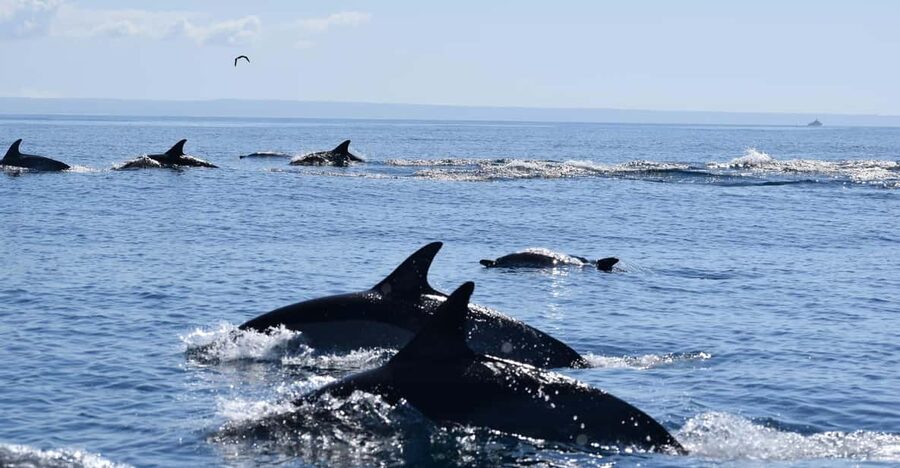 Cascais: Dolphin Watching Speedboat Tour - Meeting the boat at Cascais Marina