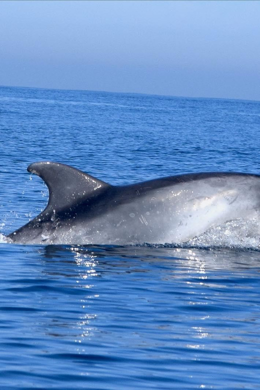 Cascais: Dolphin Watching Speedboat Tour - Searching the open water for dolphins