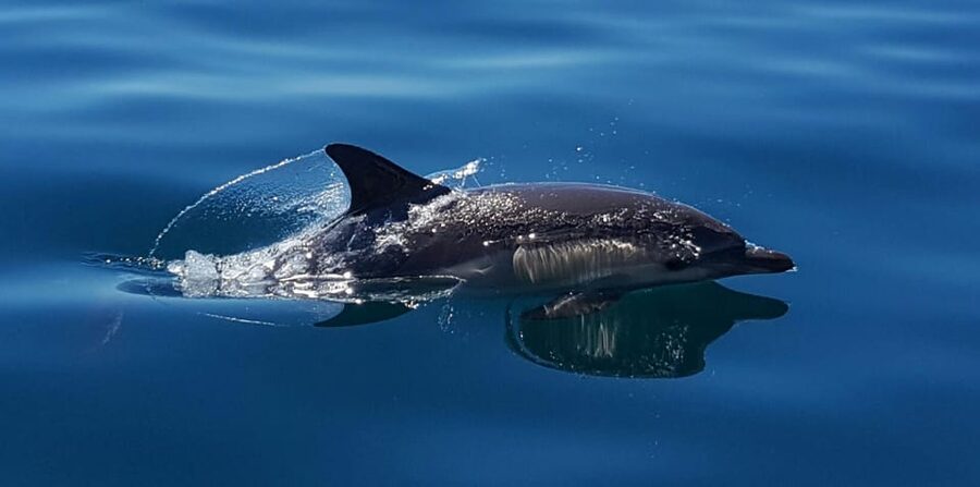 Cascais: Dolphin Watching Speedboat Tour - The secret stop and the return to Cascais