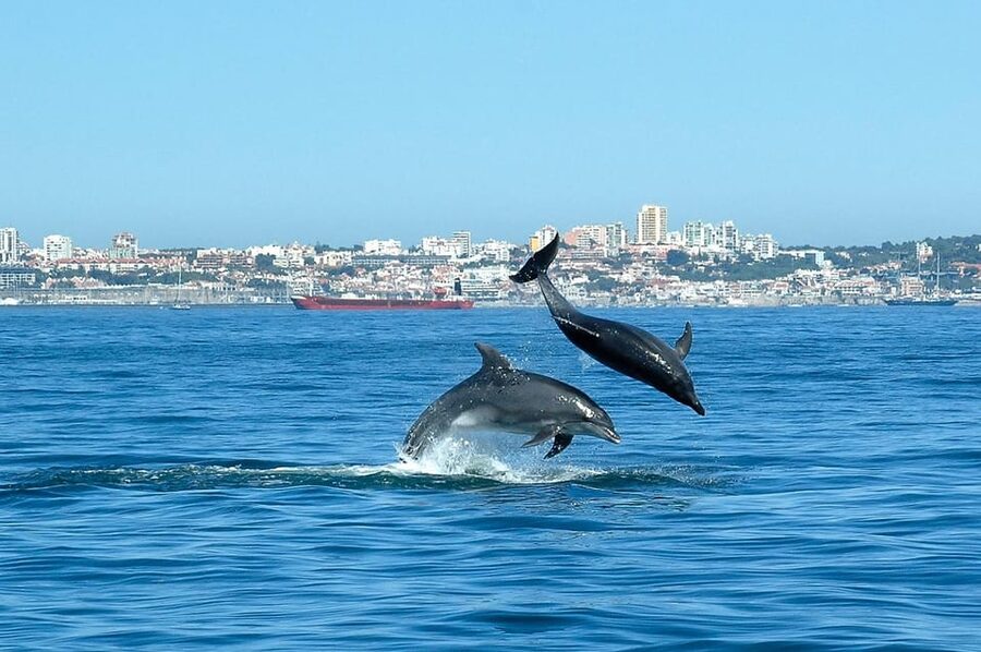 Cascais: Dolphin Watching Speedboat Tour - The guides make the difference