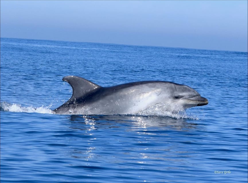 Cascais: Dolphin Watching Speedboat Tour - A wildlife trip with a real element of chance
