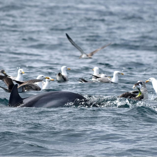 Cascais: Dolphin Watching Speedboat Tour - The first hour, a fast ride out from Cascais