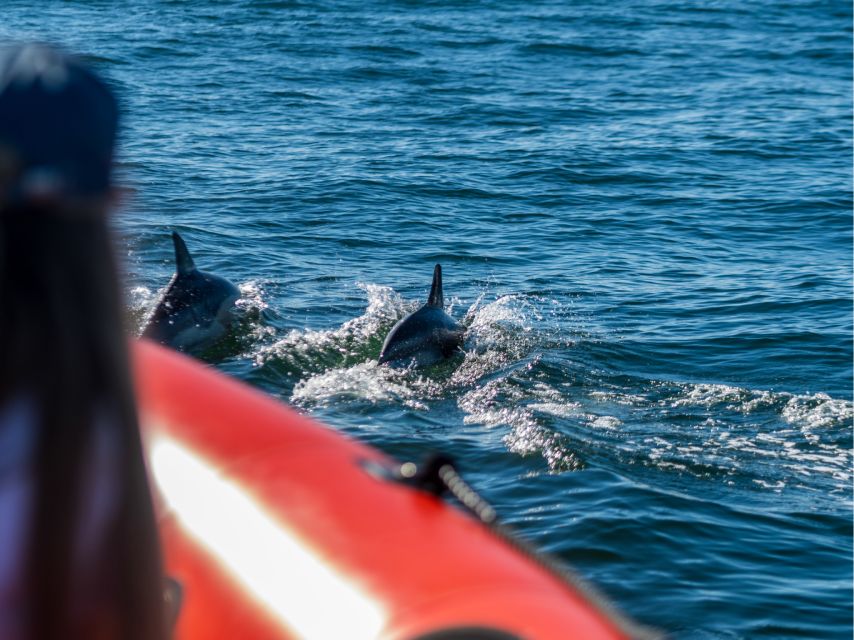 Cascais: Dolphin Watching Tour - Setting Out From Cascais Marina