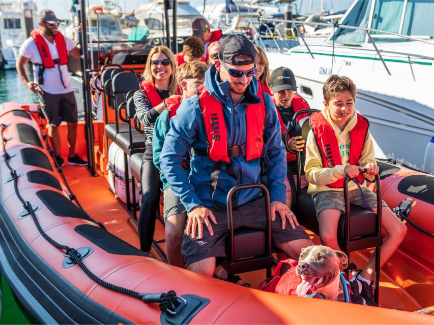 Cascais: Dolphin Watching Tour - Watching Dolphins in Open Water