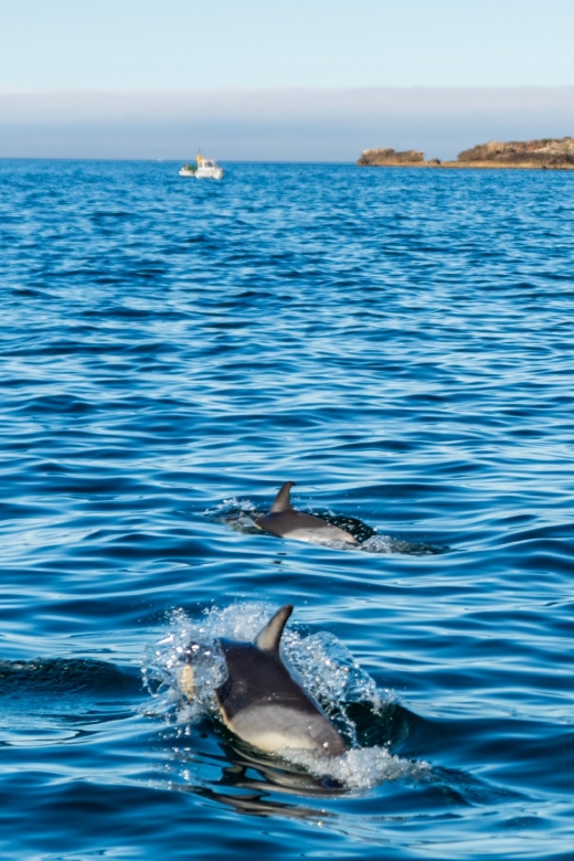 Cascais: Dolphin Watching Tour - What the Two-Hour Route Feels Like