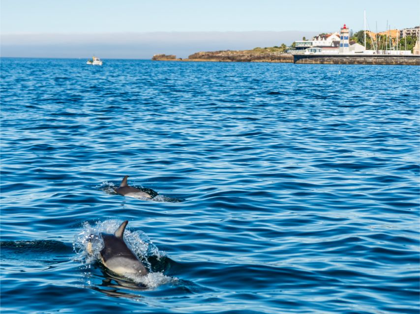 Cascais: Dolphin Watching Tour - What the Ratings Suggest About the Experience