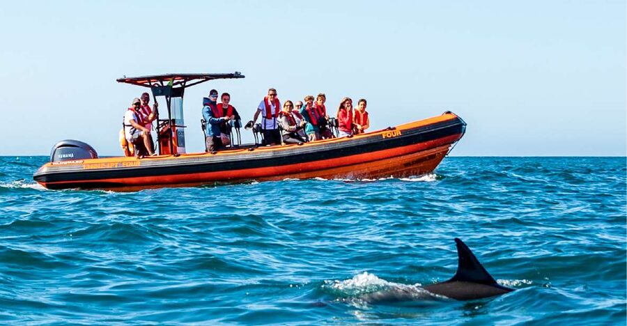 Cascais: Dolphin Watching Tour - Practical Details Before You Reserve