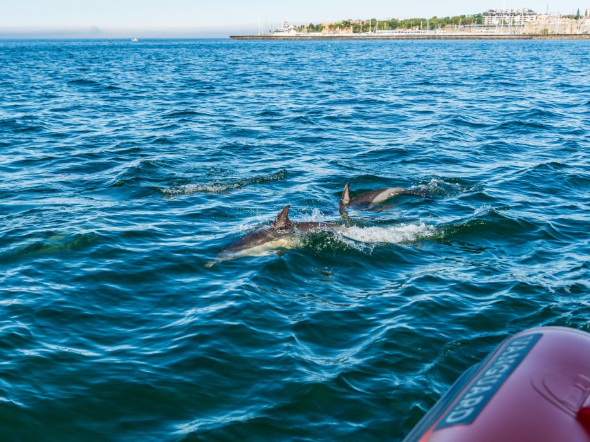 Cascais: Dolphin Watching Tour - The Cascais and Estoril Coast From the Water